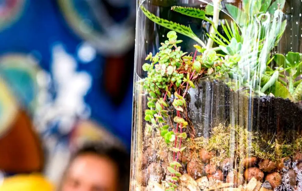 RECYCLED PLASTIC BOTTLE TERRARIUM