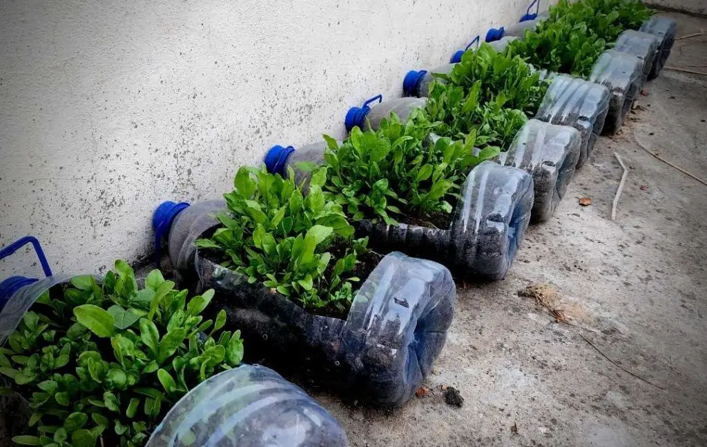 20 Vegetables That Grow In Shade In Pots