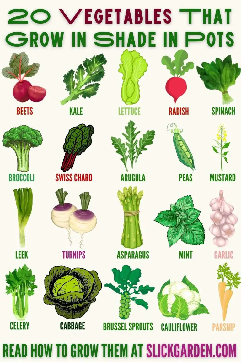 20 Vegetables That Grow In Shade In Pots – Slick Garden