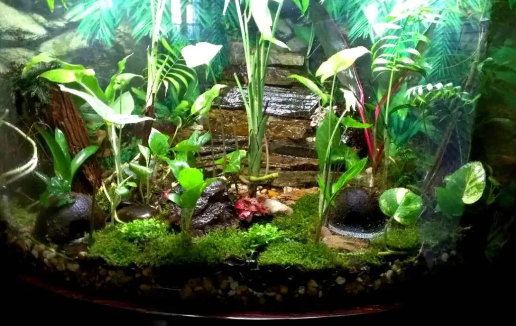 How To Make A Closed Terrarium With Insects?