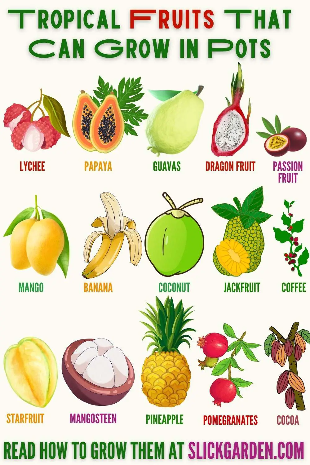 Tropical Fruits That Can Grow In Pots - infographic