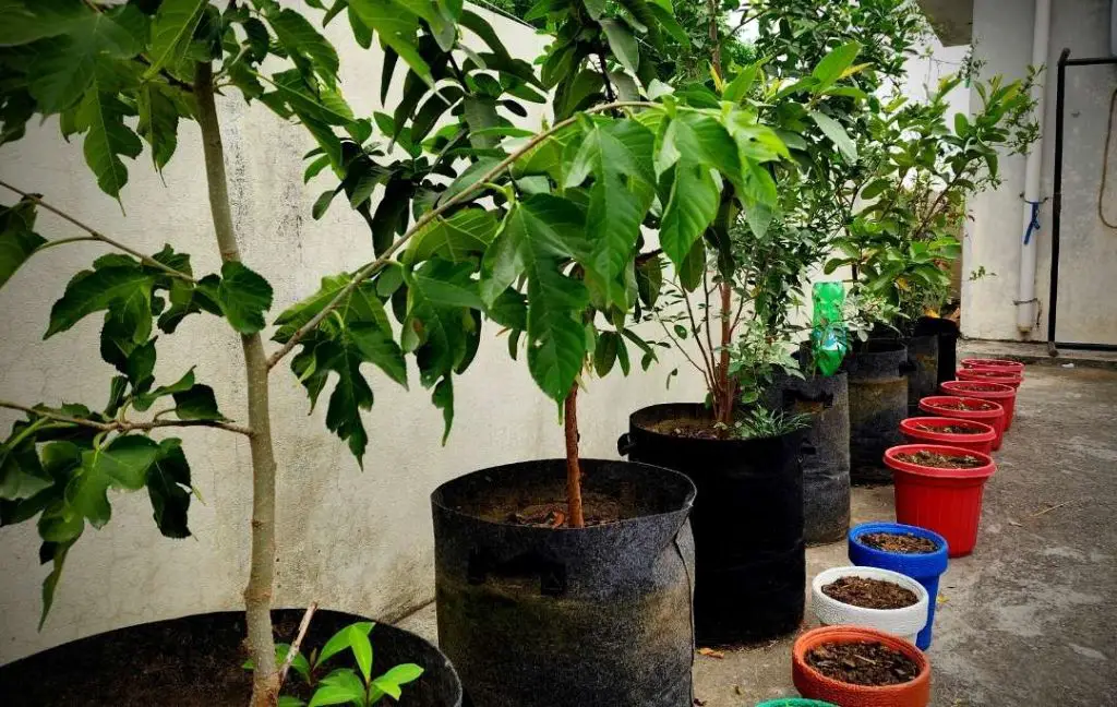 Tropical Fruits That Can Grow In Pots