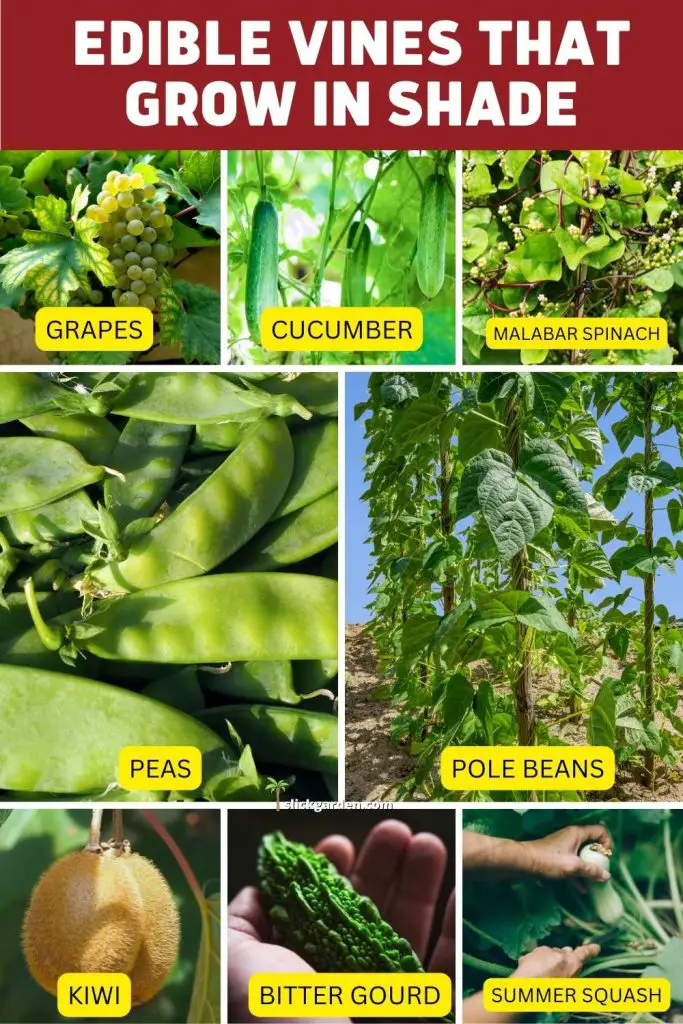 Edible Vines That Grow In Shade Slick Garden