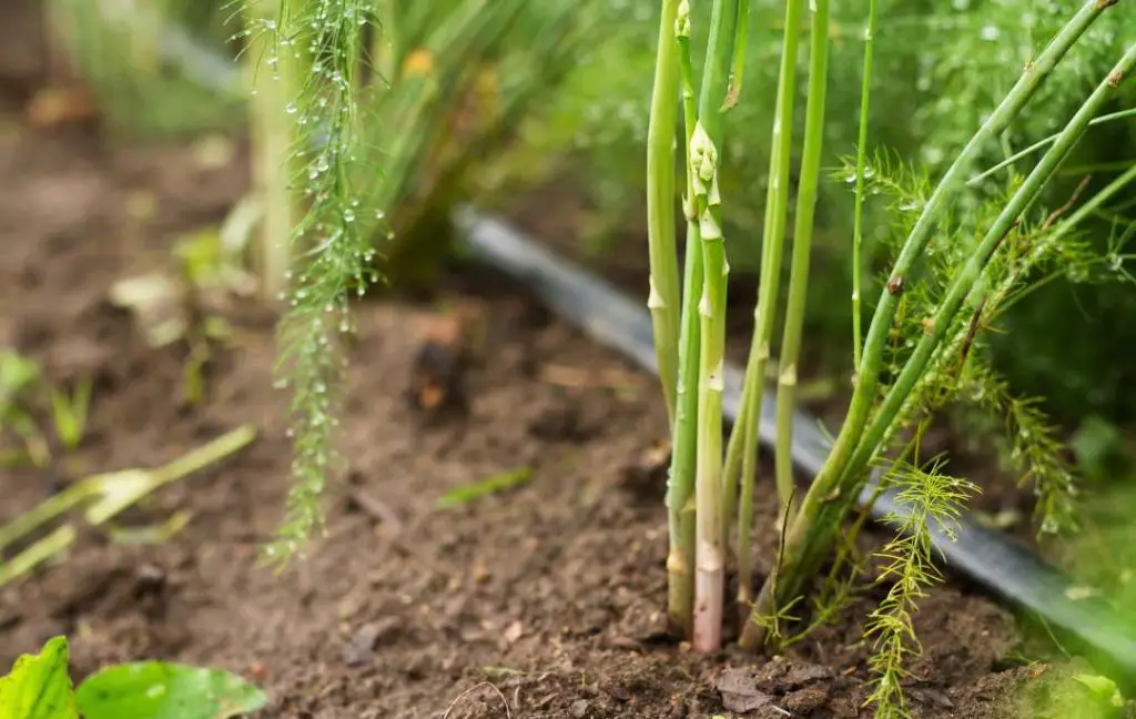 Perennial Vegetables That Grow In Shade