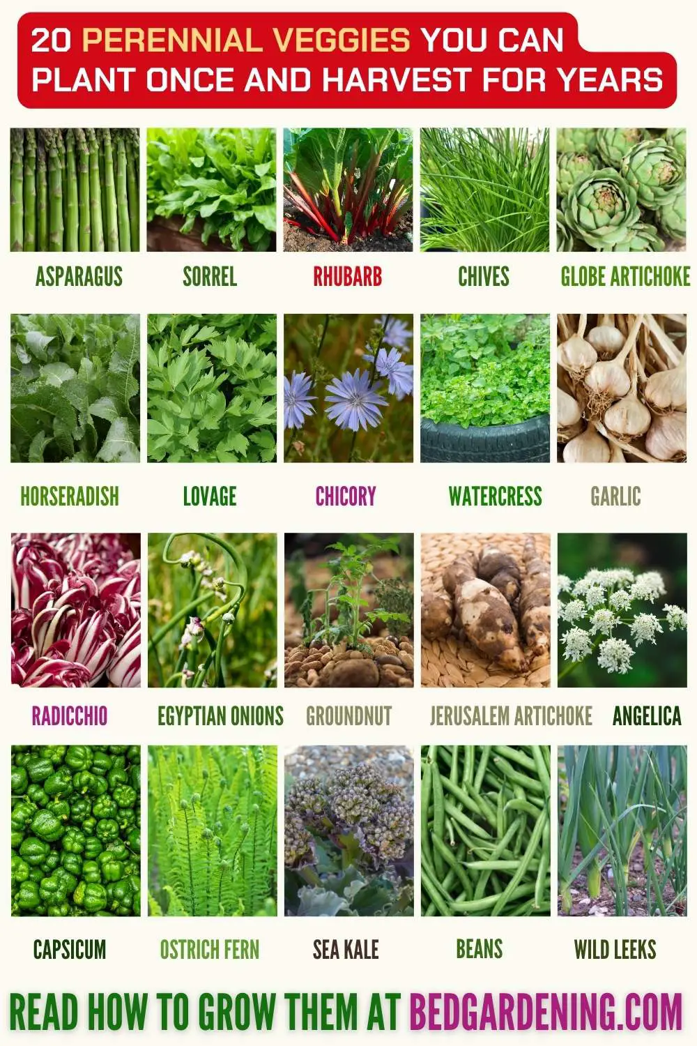perennial vegetables and fruits that are perfect for your perennial garden - infographic