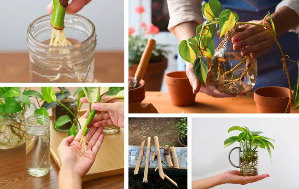 30 Plants To Propagate From Hardwood Cuttings