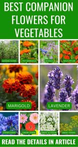 Why Should You Grow Flowers With Vegetables? – Slick Garden