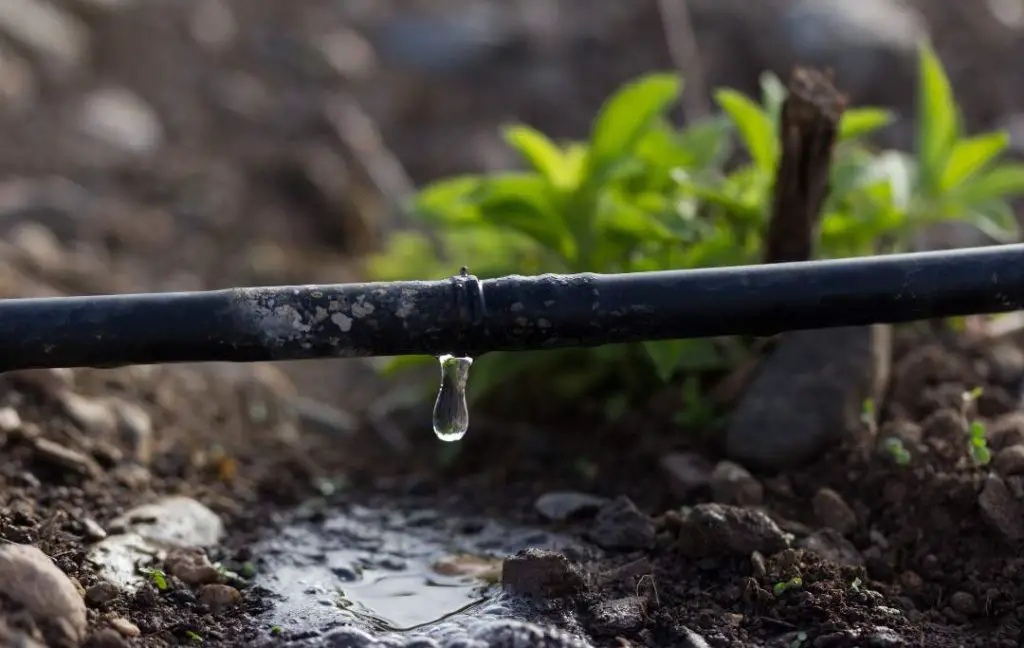 How To Plant A Perennial Garden? water needs