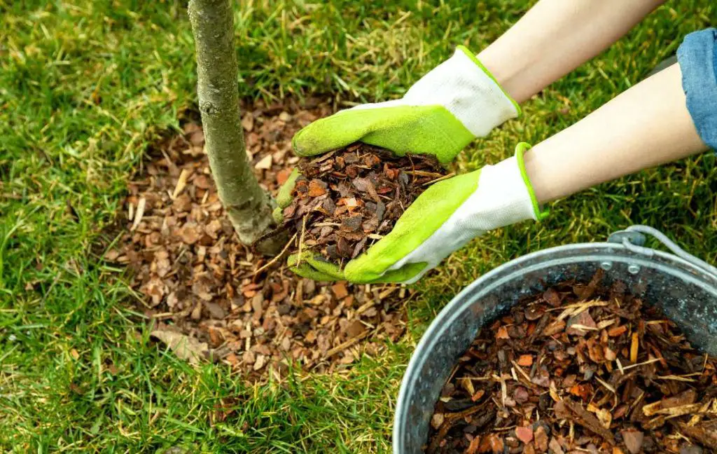 How To Plant A Perennial Garden? mulching