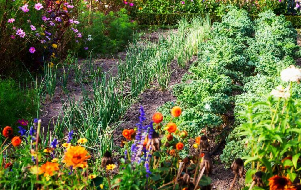 Why Should You Grow Flowers With Vegetables?