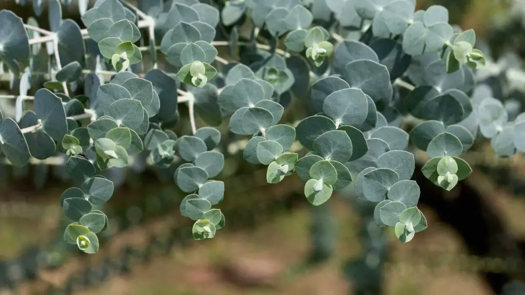Grow Eucalyptus From Cuttings