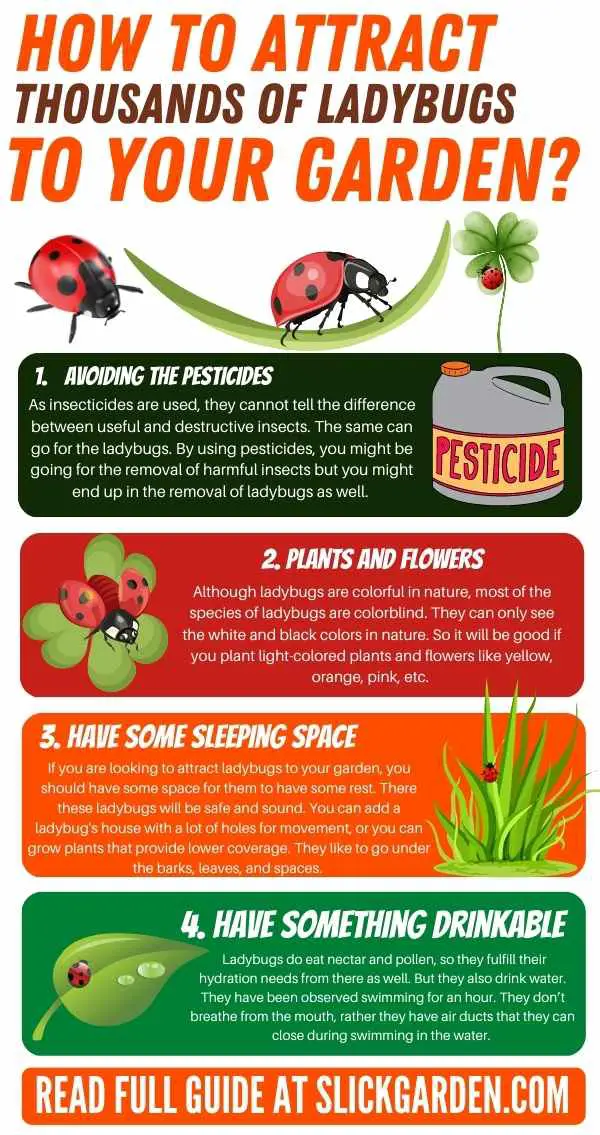 How To Attract Thousands Of Ladybugs To Your Garden?  infographic