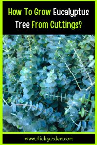 Grow Eucalyptus From Cuttings pin