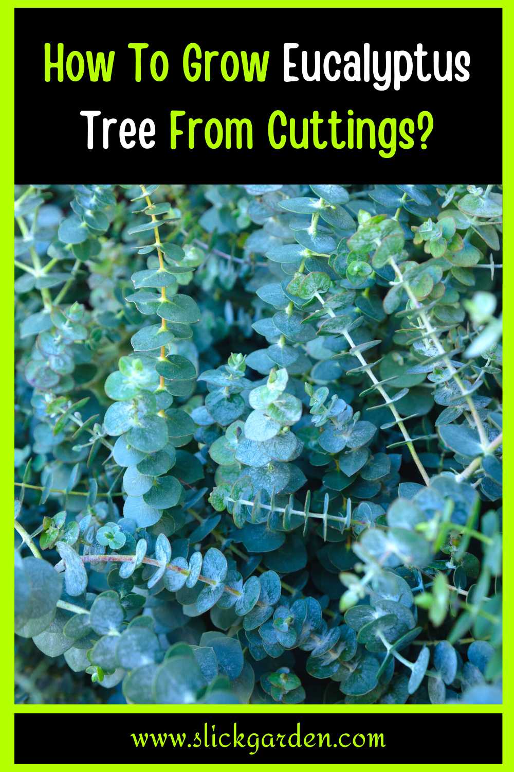 How To Grow Eucalyptus From Cuttings? Slick Garden