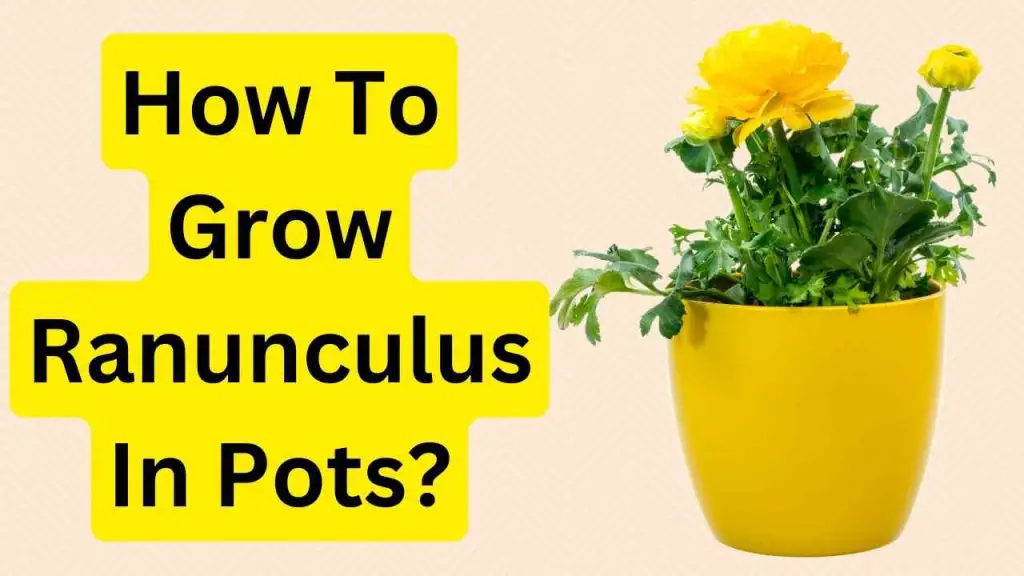 How To Grow Ranunculus In Pots?
