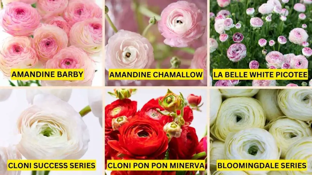 Best Varieties Of Ranunculus 