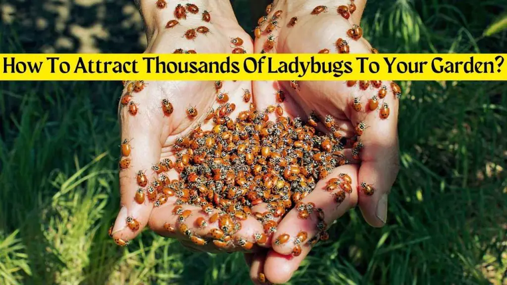 How To Attract Thousands Of Ladybugs To Your Garden? 