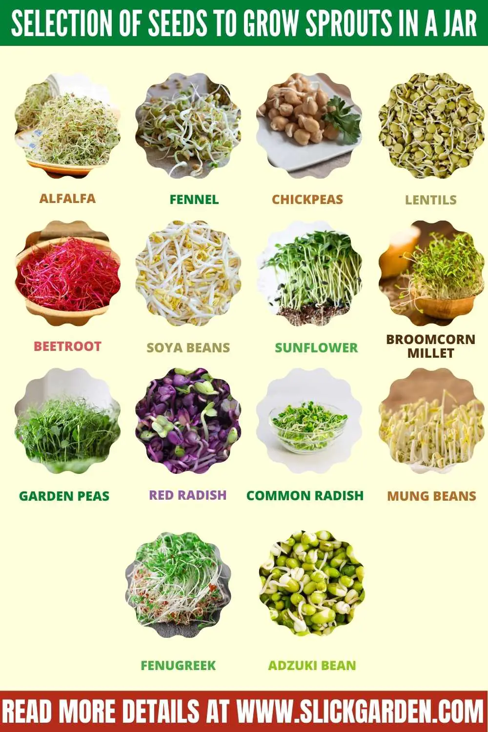 Selection Of Seeds To Grow Sprouts In A Jar
