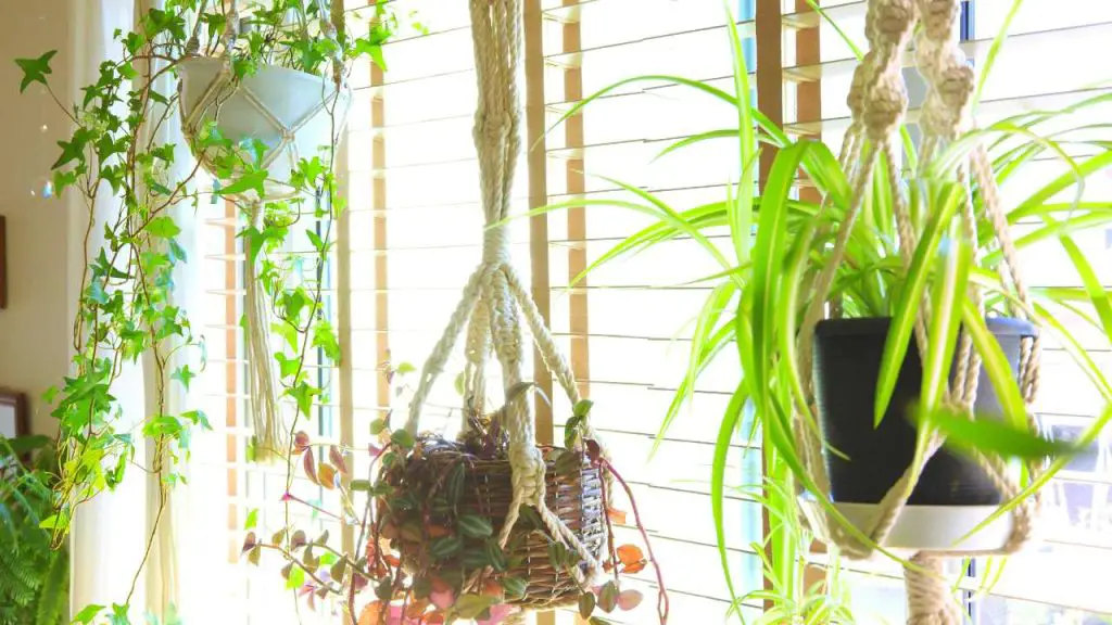 Taking Care Of Low-Maintenance Hanging Plants 