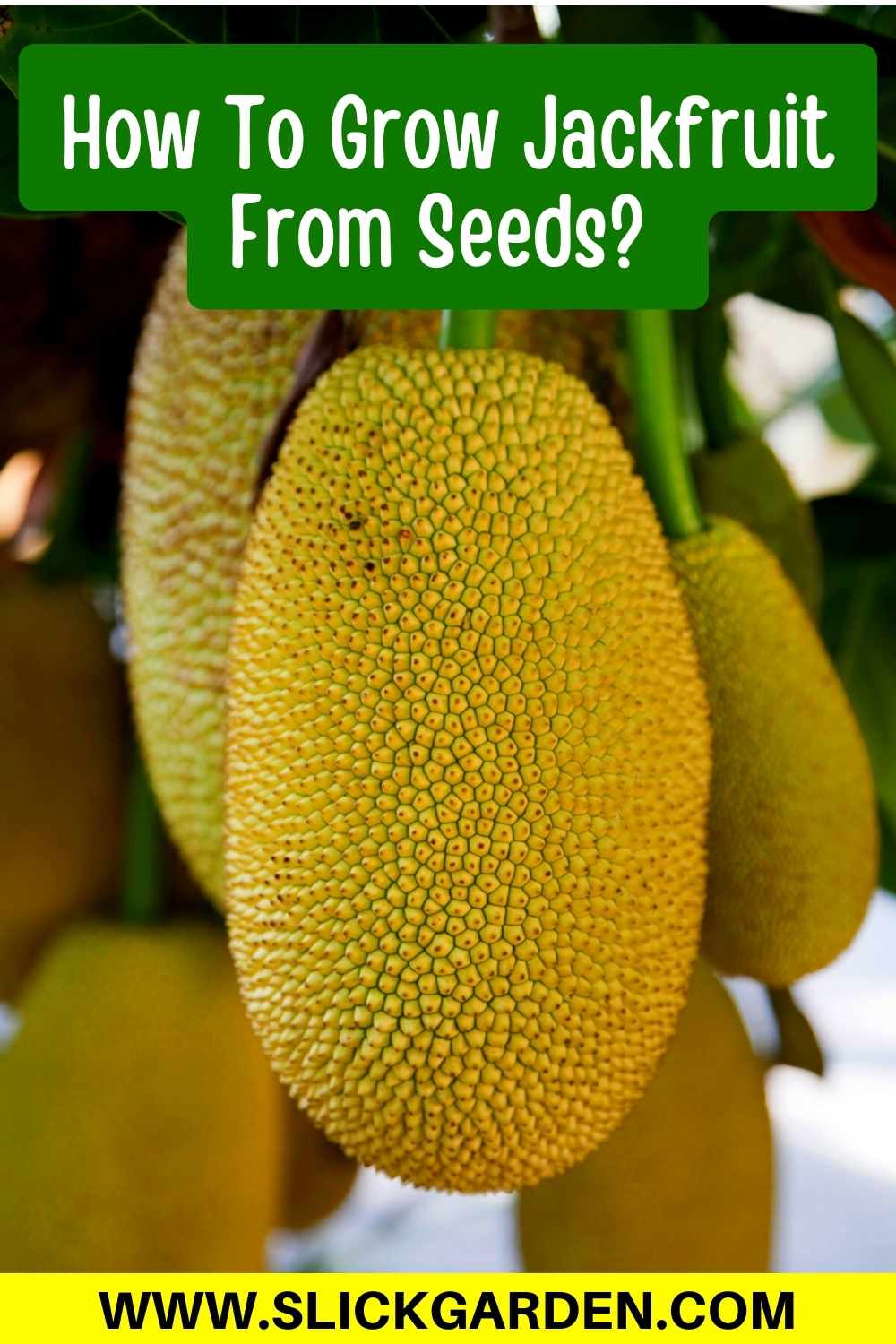 How To Grow Jackfruit From Seeds? Slick Garden