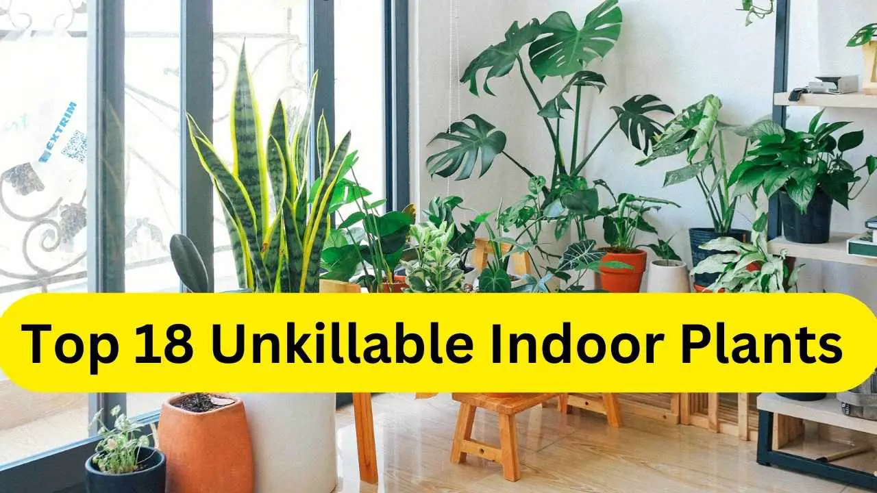 Top 18 Unkillable Indoor Plants – Slick Garden