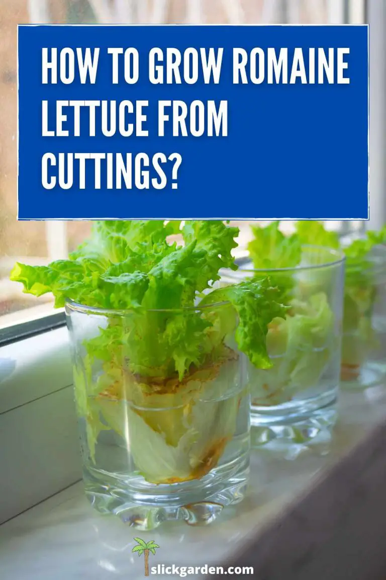 How To Grow Romaine Lettuce From Cuttings? Slick Garden