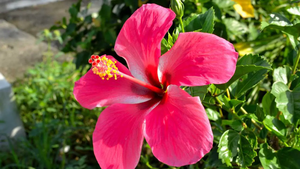 How To Grow A Hibiscus Plant From A Stem? – Slick Garden