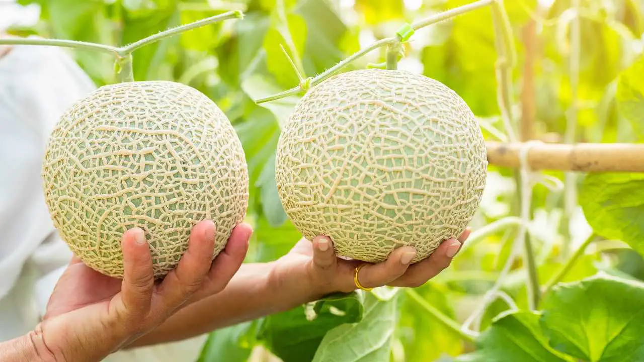 How To Grow Honeydew Melon From Seeds? Slick Garden