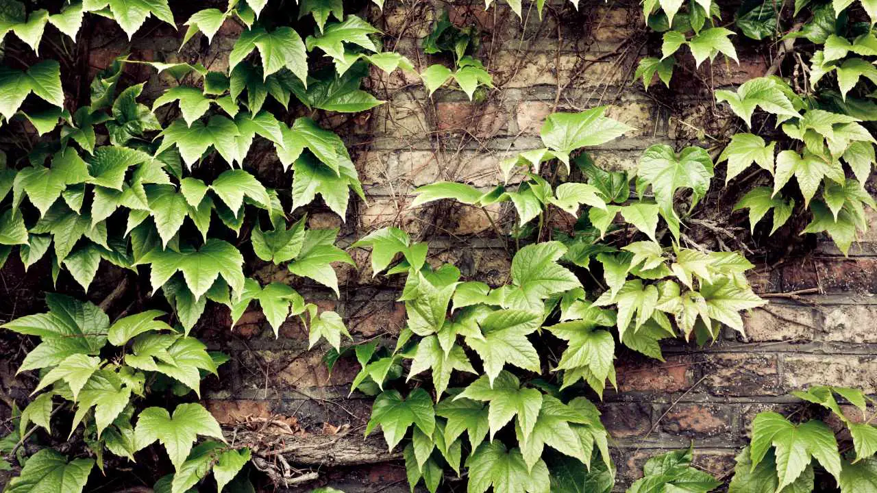 How To Grow Ivy On House? Slick Garden