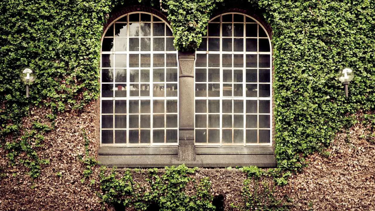 How To Grow Ivy On House? Slick Garden