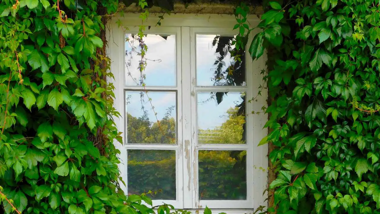 How To Grow Ivy On House? Slick Garden