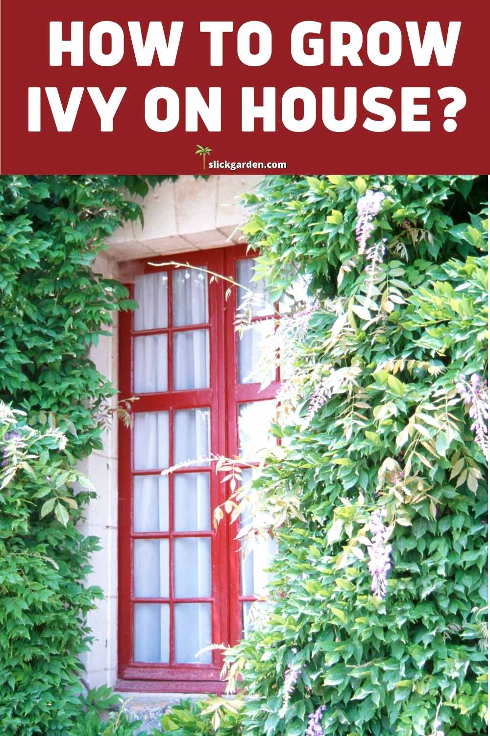 How To Grow Ivy On House? Slick Garden