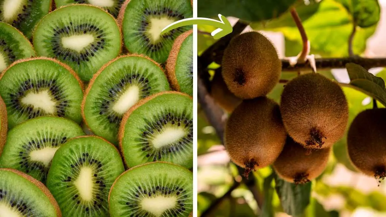 How To Grow Kiwi From Fruit? Slick Garden