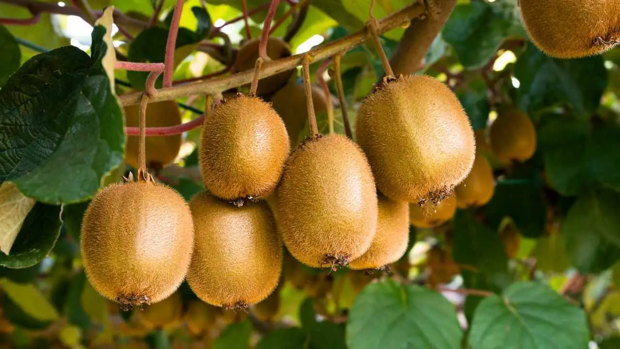 How To Grow Kiwi From Fruit? Slick Garden