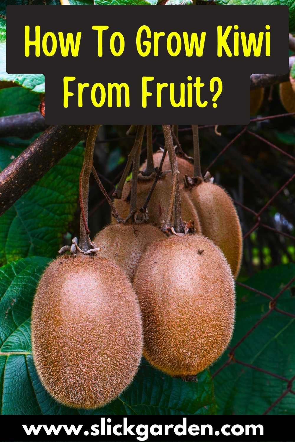 How To Grow Kiwi From Fruit? – Slick Garden