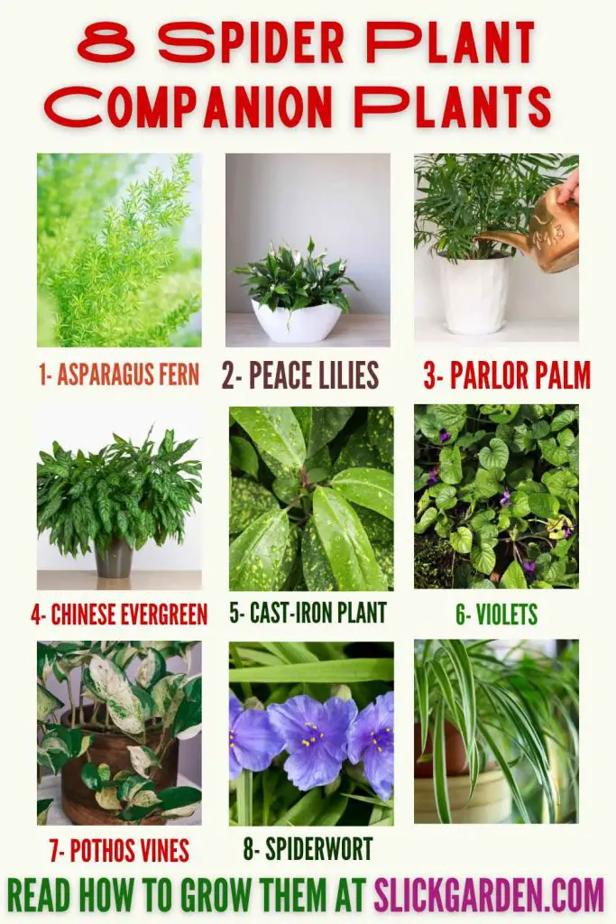 Spider Plant Companion Plants – Slick Garden