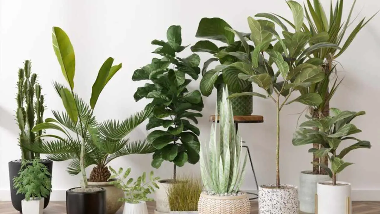 Dracaena Companion Plants Indoors – Slick Garden