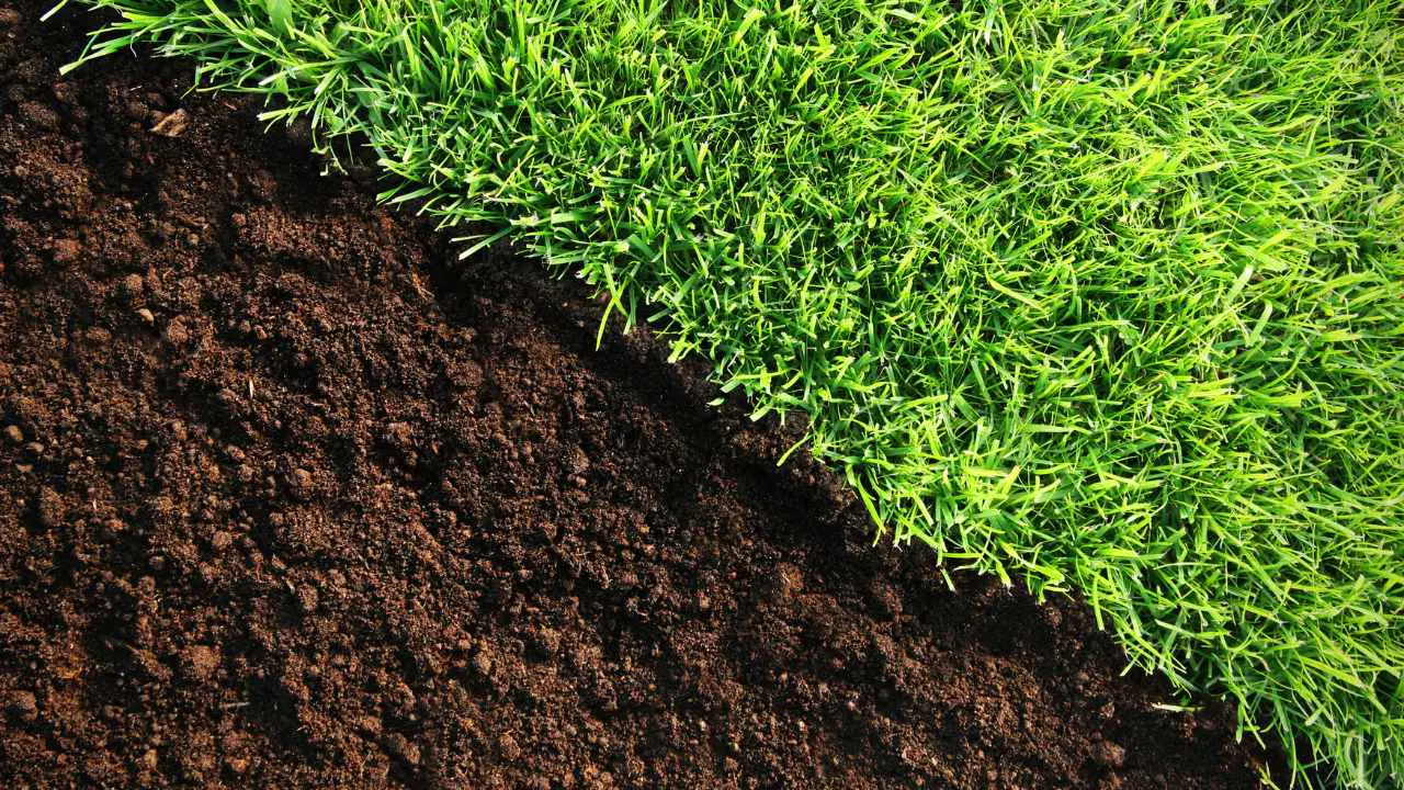 How To Regrow Grass From Dirt? Slick Garden