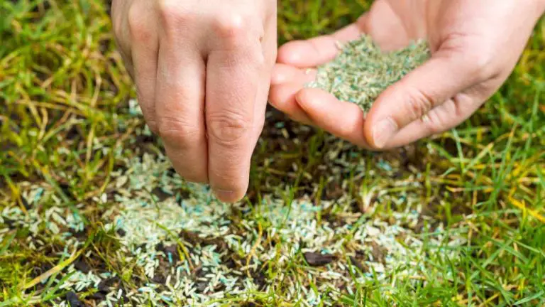 How To Regrow Grass From Dirt? – Slick Garden