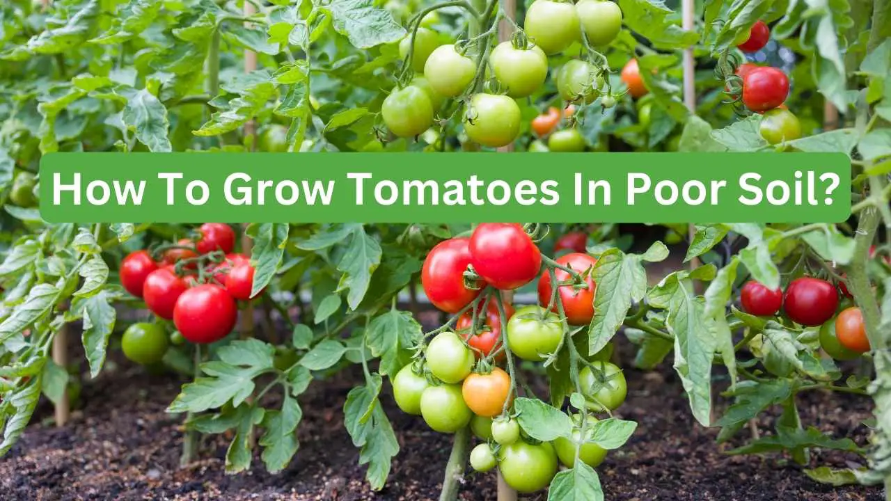 How To Grow Tomatoes In Poor Soil? – Slick Garden