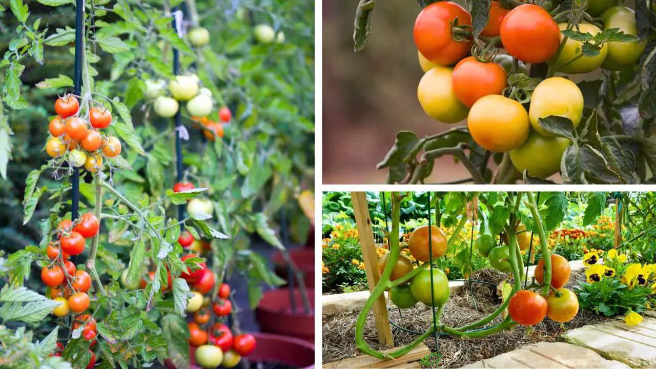 How To Make Tomato Plants Grow Better? – Slick Garden