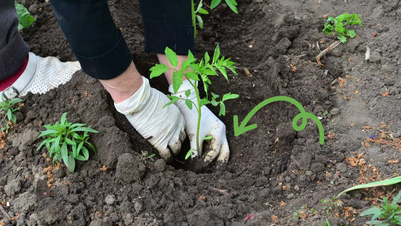 Put These Things In Planting Holes For The Best Tomatoes Harvest