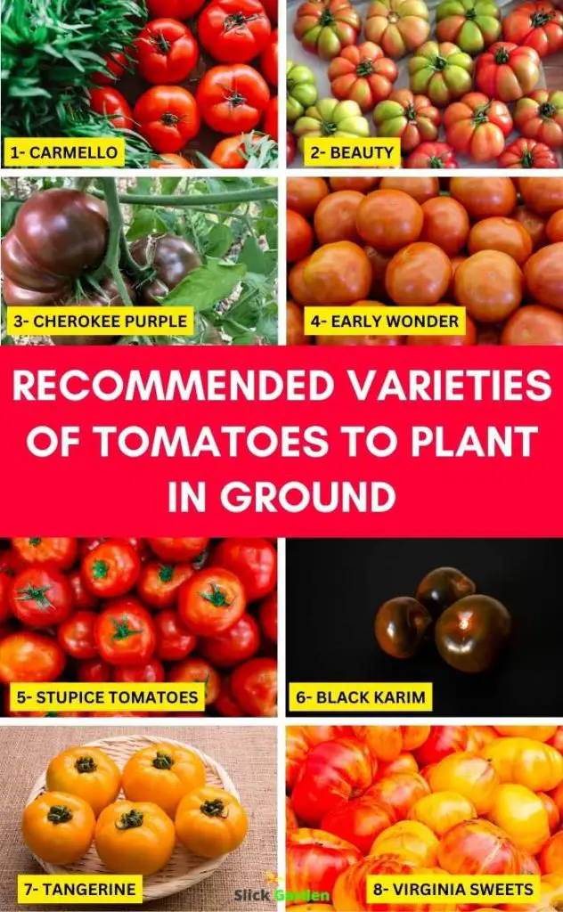 how-to-plant-tomatoes-in-ground-slick-garden