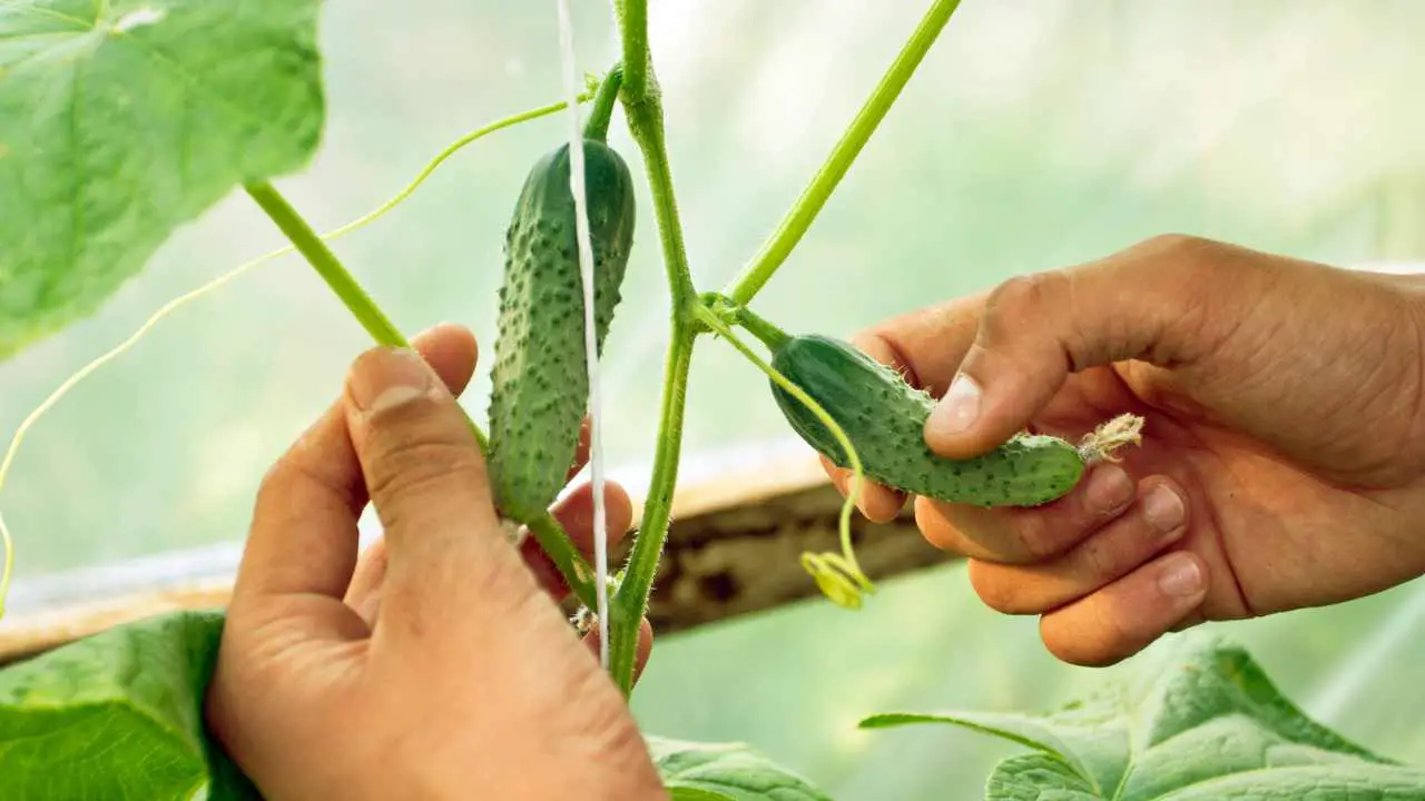 Trellis For Cucumbers In Pots Slick Garden