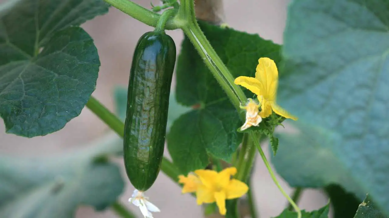Trellis For Cucumbers In Pots Slick Garden