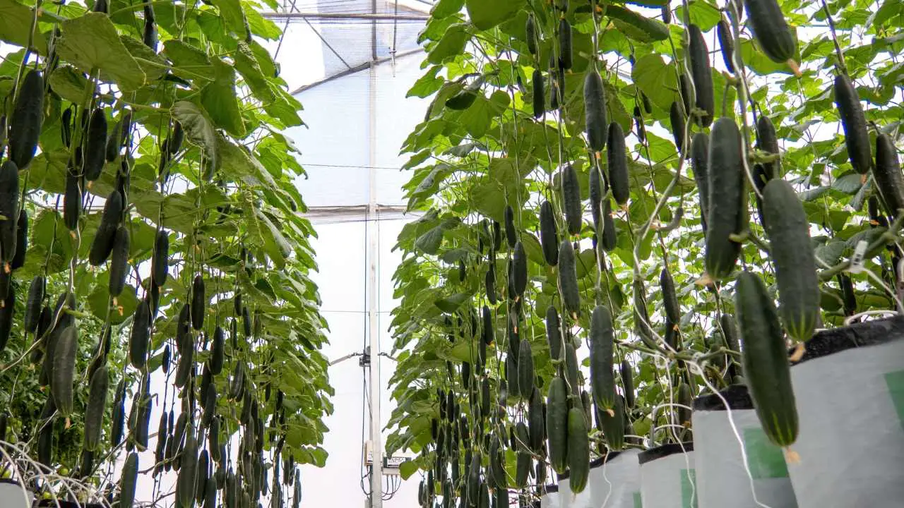 Growing Cucumbers In Pots In A Greenhouse Slick Garden