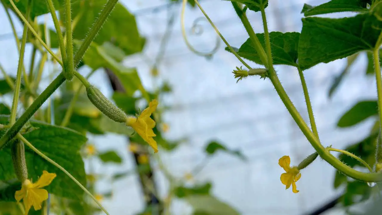 Growing Cucumbers In Pots In A Greenhouse Slick Garden