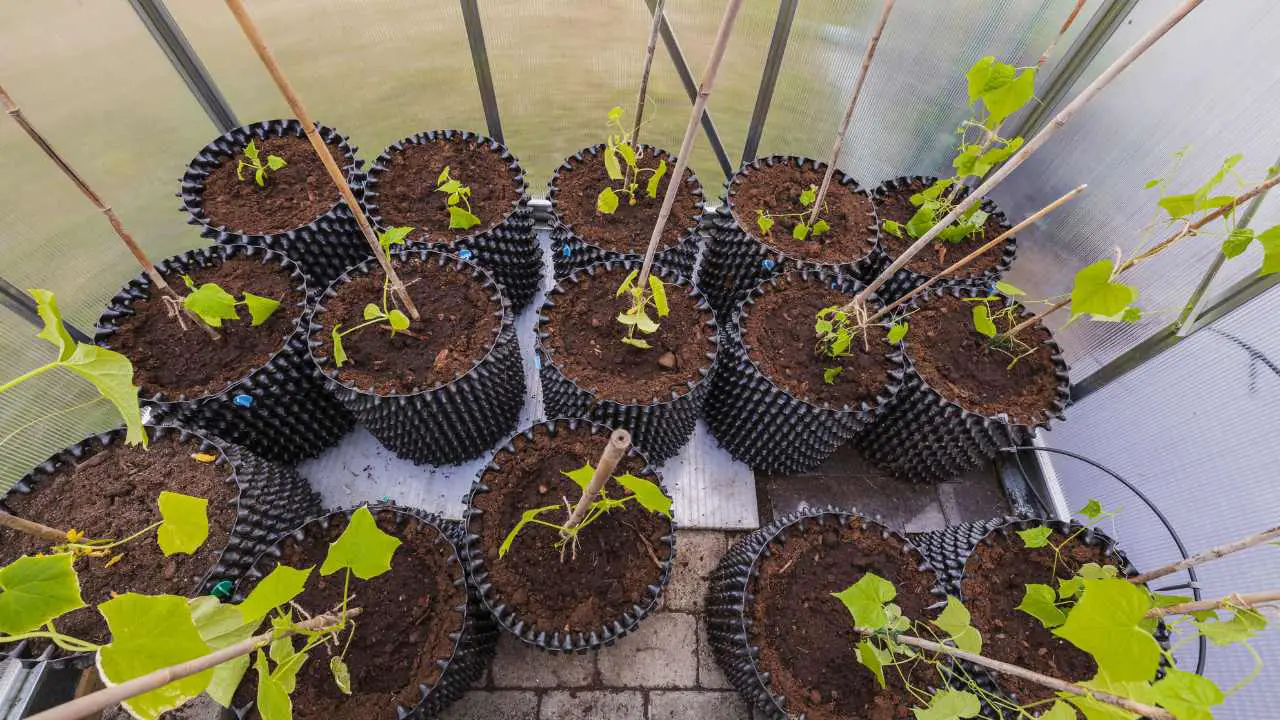 Growing Cucumbers In Pots In A Greenhouse Slick Garden