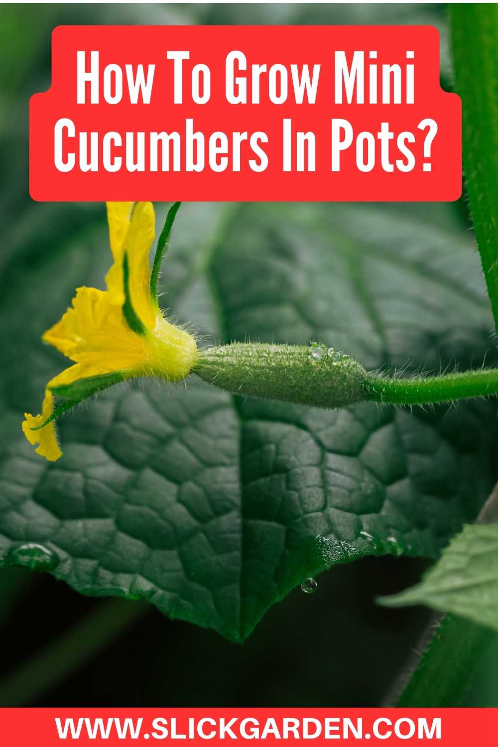 How To Grow Mini Cucumbers In Pots? Slick Garden