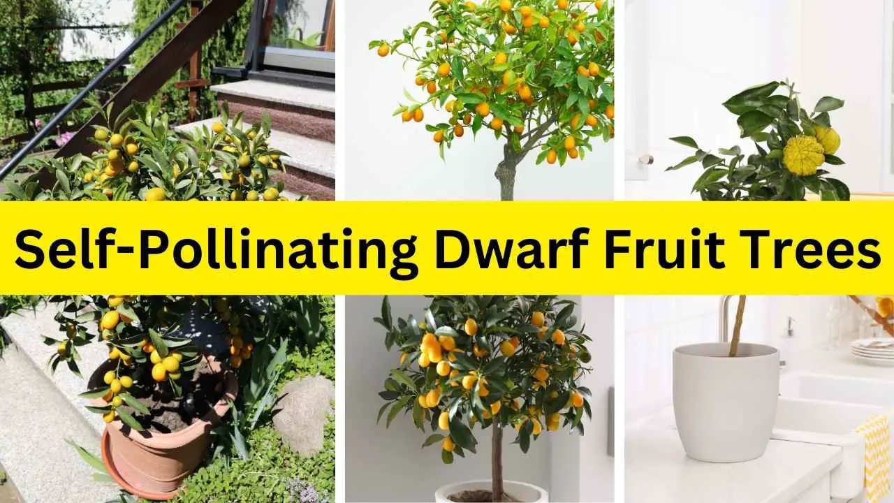 SelfPollinating Dwarf Fruit Trees Slick Garden